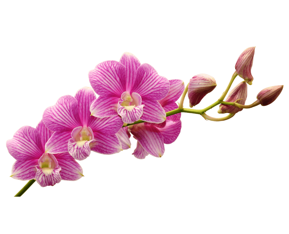 Orchids