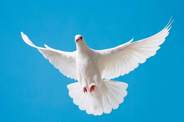 White Dove
